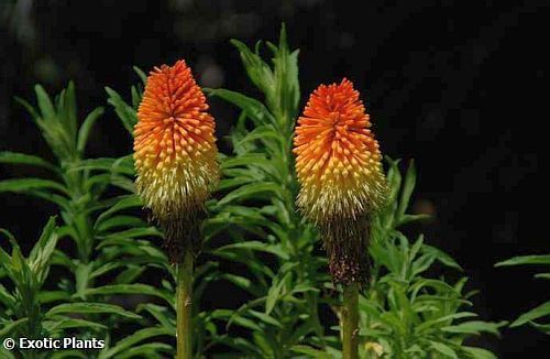 Kniphofia linearifolia Fackellilie Samen