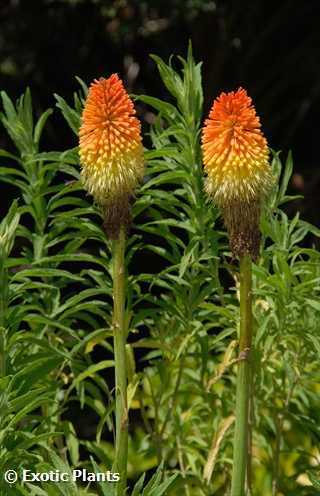 Kniphofia linearifolia Marsh Poker, Torch Lily graines