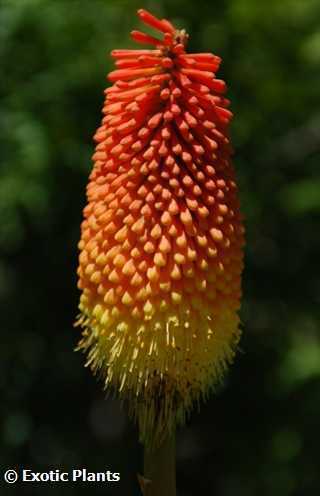 Kniphofia linearifolia marisma común de póker semillas