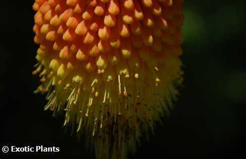 Kniphofia linearifolia marisma común de póker semillas