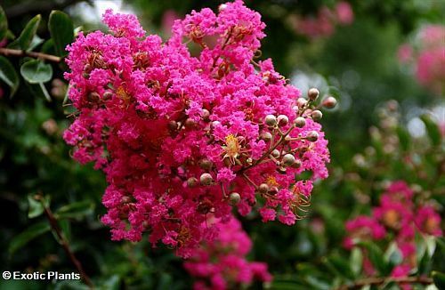 Lagerstroemia indica Lagerstroemia semi