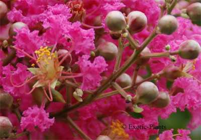 Lagerstroemia indica Lilas des Indes graines