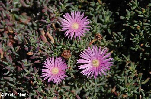 Lampranthus roseus Lampranthus Samen