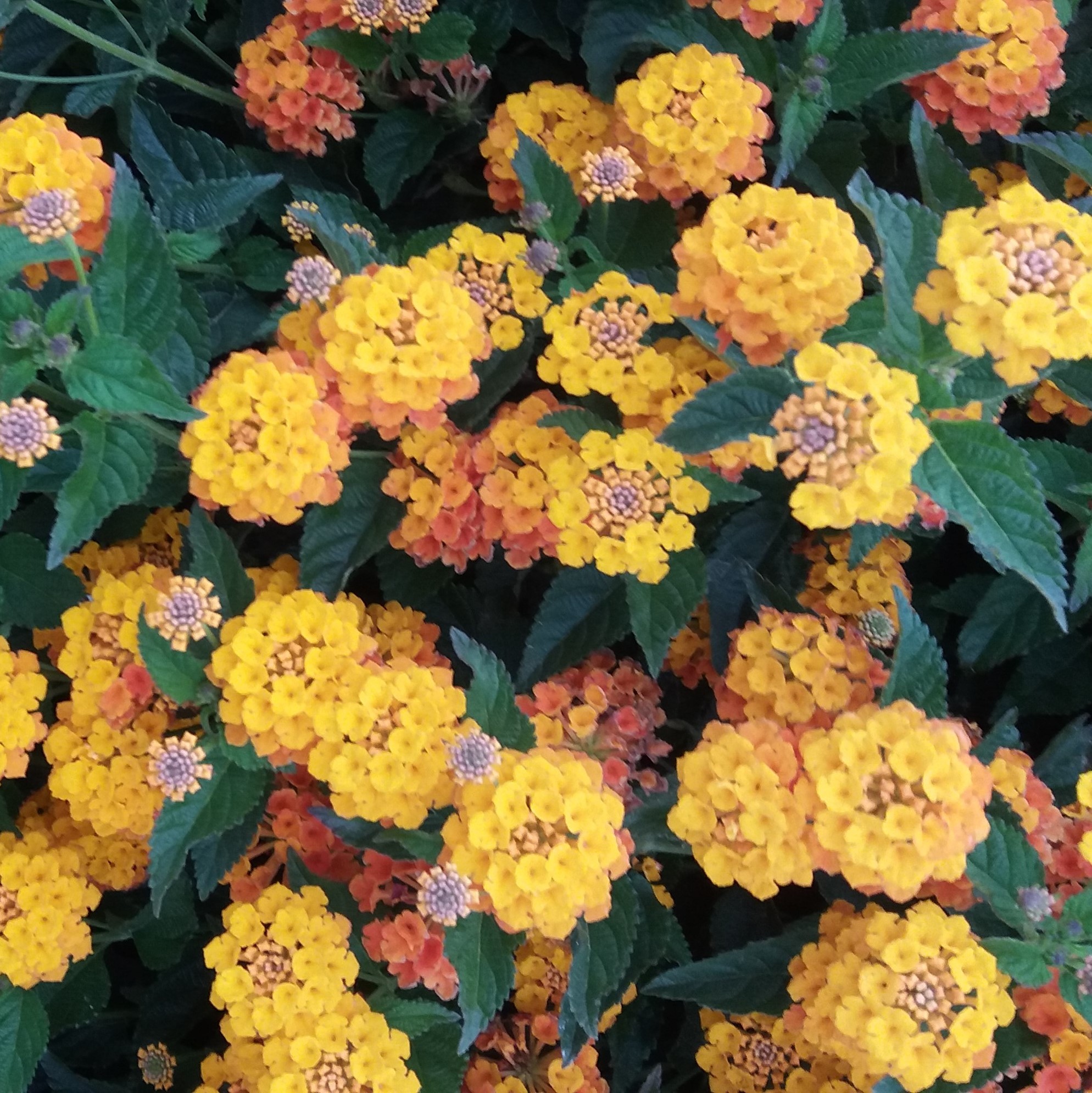 Lantana camara Lantana semillas