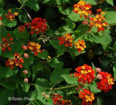 Lantana camara Lantana semi