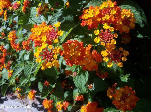 Lantana camara Lantana semi