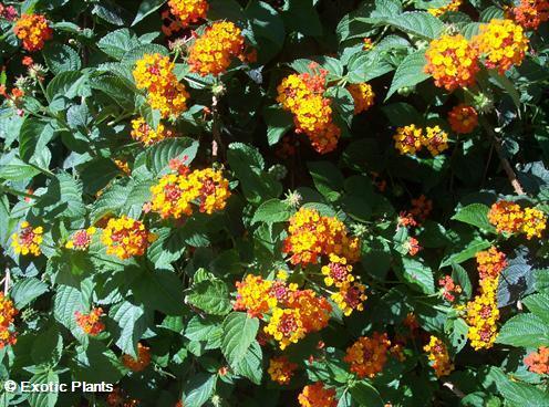 Lantana camara Lantana semi