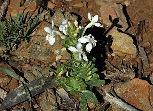 Lapeirousia pyramidalis plantas bulbosas semillas