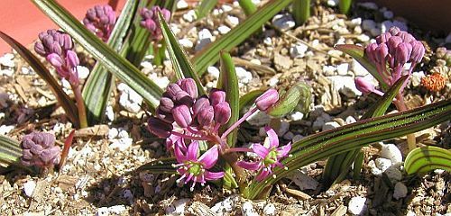 Ledebouria marginata sinonimo: Scilla marginata semi