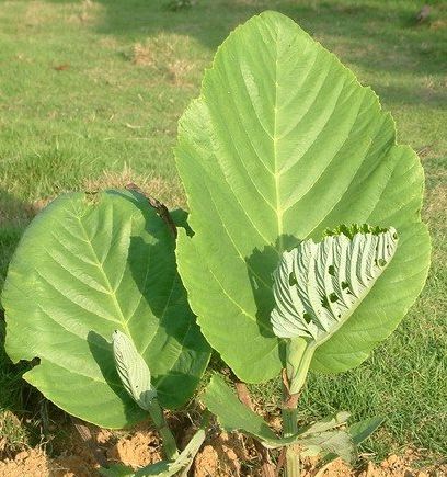 Leea macrophylla  Семена