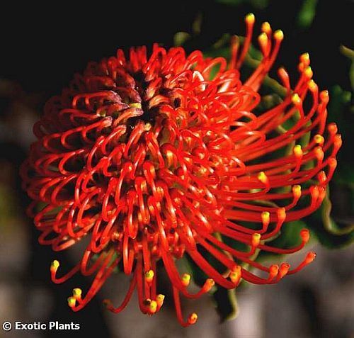 Leucospermum cordifolium Леукоспермум (белосемянник) сердцелистный
 Семена