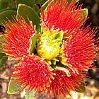 Leucospermum oleifolium Overberg pincushion seeds