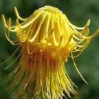 Leucospermum reflexum var luteum rocket pincushion seeds