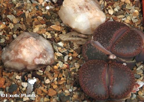 Lithops aucampiae Lithops Samen