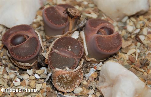 Lithops aucampiae Lithops Samen