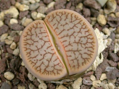 Lithops pseudotruncatella var dendritica pierre vivante - mesembs - C072 graines