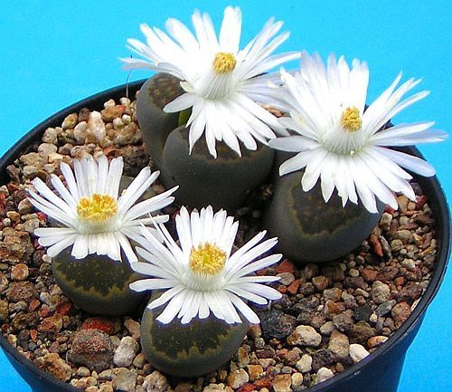 Lithops salicola Семена Lithops salicola Семена