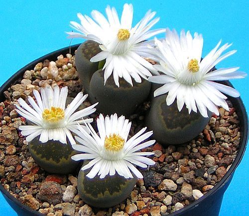 Lithops salicola sinonimo: Mesembryanthemum salicola semi