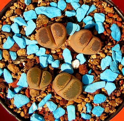 Lithops terricolor Семена Lithops terricolor Семена