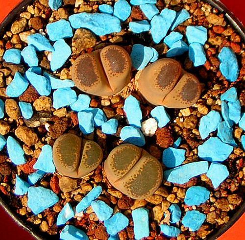 Lithops terricolor sinónimo: Mesembryanthemum terricolor semillas