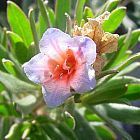 Lobostemon fruticosus pyjama bush seeds