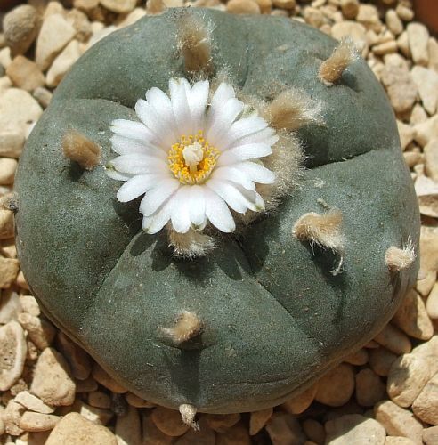 Lophophora williamsii Lofofora, Peyote semi