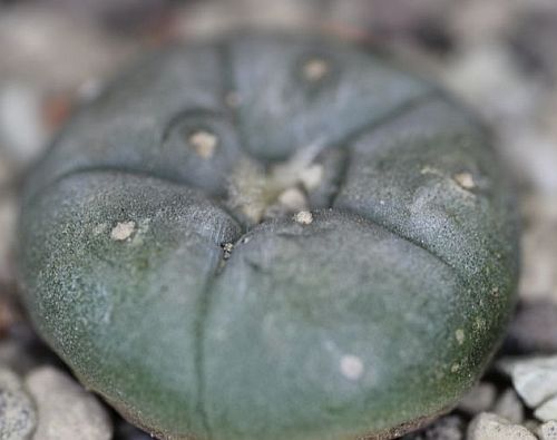Lophophora williamsii El Tecolote peyotl - cactus San Pedro   graines