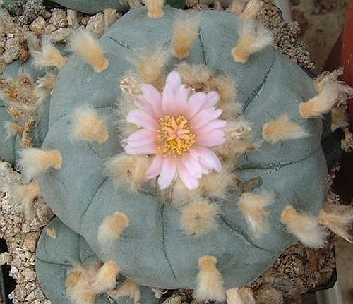 Lophophora williamsii v Cuatrocienegas peyotl - cactus San Pedro   graines