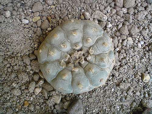 Lophophora williamsii v Durango Peyotl – cactus San Pedro graines