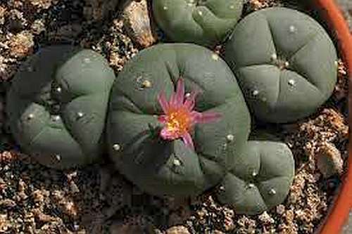 Lophophora williamsii v El Amparo Peyotl – cactus San Pedro graines