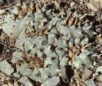 Lophophora williamsii v El Retiro Peyotl – cactus San Pedro graines