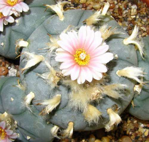 Lophophora williamsii v Villa Mendez Tamaulipas Peyotl – cactus San Pedro graines
