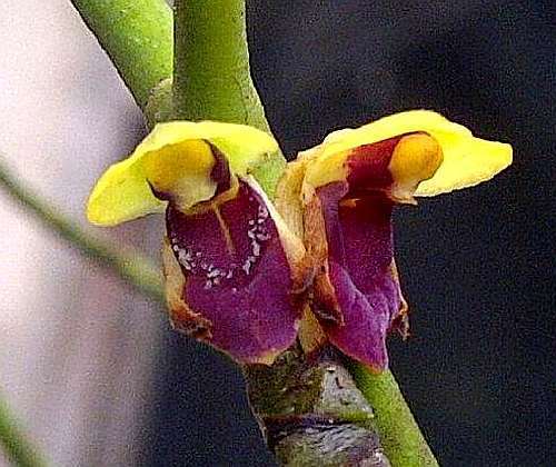 Luisia zollingeri syn: Luisia brachystachys - Luisia latilabris Samen