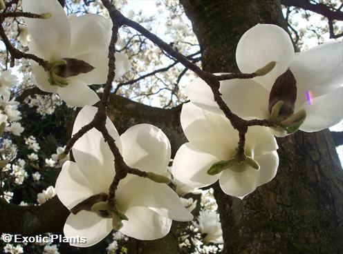 Magnolia grandiflora magnolia del sur semillas