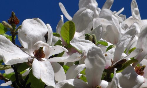 Magnolia kobus  semillas