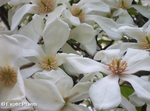 Magnolia kobus  semillas
