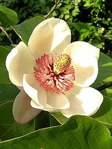 Magnolia pterocarpa  semillas