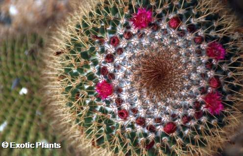 Mammillaria camcamptotricha  semi