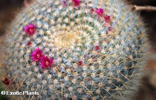 Mammillaria camcamptotricha  semillas