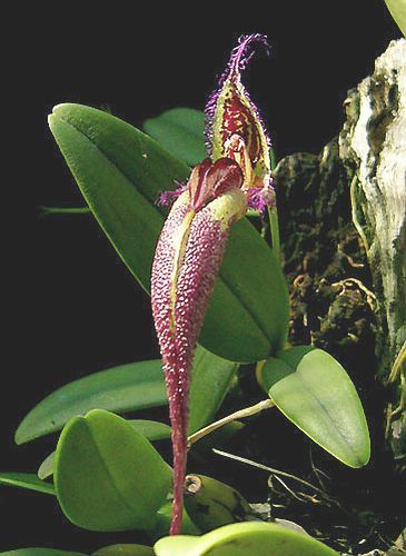 Mastigion fascinator orquídea semillas