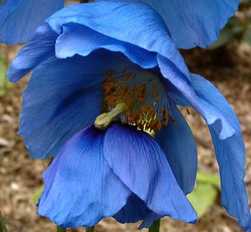Meconopsis sheldonii Lingholm Blauer Tibetmohn Samen