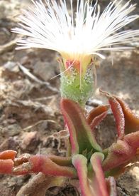 Mesembryanthemum parvipapillatum  semi