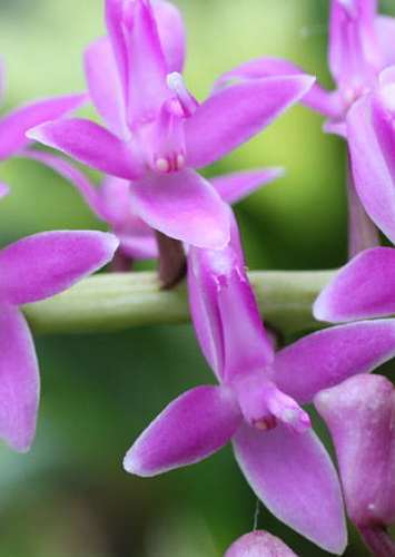 Micropera rostrata Orchidee Samen