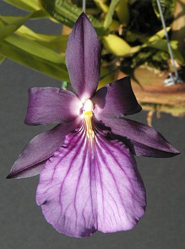 Miltonia spectabilis semi-alba orquídea semillas