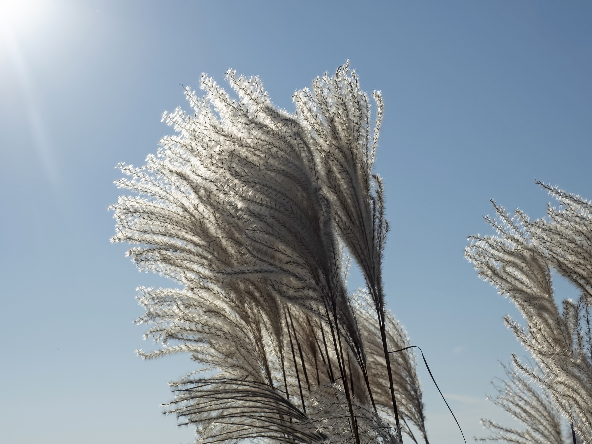 Miscanthus sinensis Early Hybrids Samen