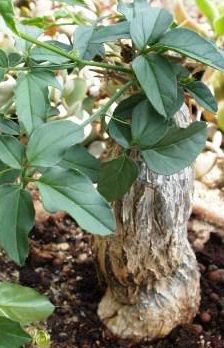 Momordica rostrata Caudexpflanze Samen