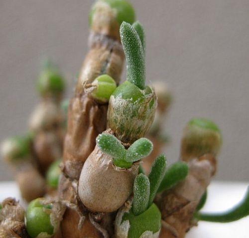Monilaria pisiformis sinónimo: Mesembryanthemum pisiforme semillas