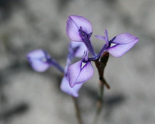 Moraea lugubris Iridaceae semi