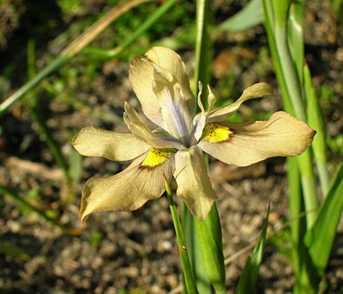 Moraea vegeta Iridaceae semillas