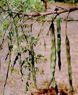 Moringa pterygosperma árbol del rábano picante semillas